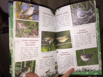 Василий Вишневский: Наши птицы. Определитель для детей