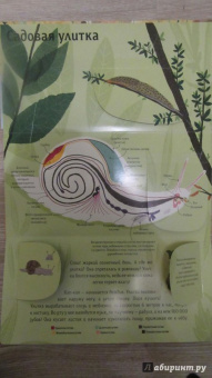 Боманн, Дюпон: Животные снаружи и внутри