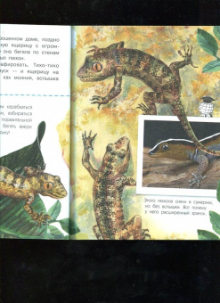 Виталий Танасийчук: Сколько глаз у стрекозы?