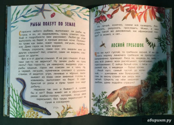 Николай Сладков: Лесные сказки