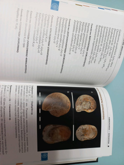 Шмаков, Дадыкин, Верлатова: Ископаемые Московского региона. Атлас-определитель