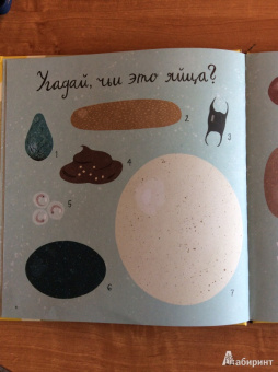 Лена Шёберг: Крутые факты о яйцах