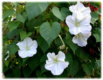 Сара Джио: Утреннее сияние