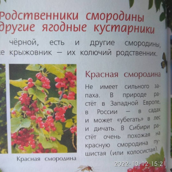 Петр Волцит: Ягоды и грибы