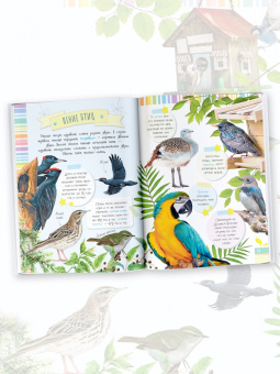 Мария Рахчеева: Птицы