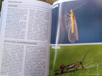 Владимир Бабенко: Животные рядом с нами