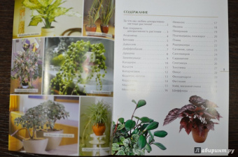Валентин Воронцов: Секреты ухода. Декоративнолистные комнатные растений