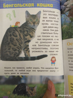 Смирнов, Хомич: Кошки и котята