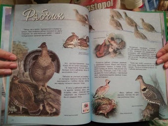 В. Владимиров: Какие птицы самые красивые?