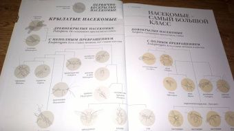 Барт Россел: Поразительные насекомые. Книга про подземных математиков, мастеров блефа, дружных кочевников, зомби