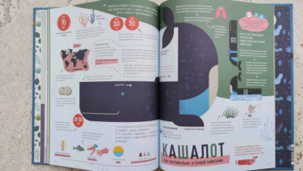 Пинтос, Ианнуззи: Как спит пчела? Удивительные факты о животных и их суперспособностях