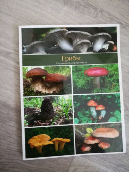 Матанцев, Матанцева: Грибы. Справочник-определитель