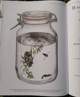 Барт Россел: Поразительные насекомые. Книга про подземных математиков, мастеров блефа, дружных кочевников, зомби