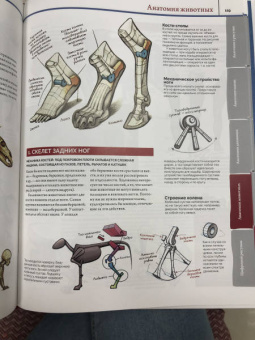 ImagineFX: Анатомия. Создание реалистичных людей и животных + мастер-классы по QR-коду