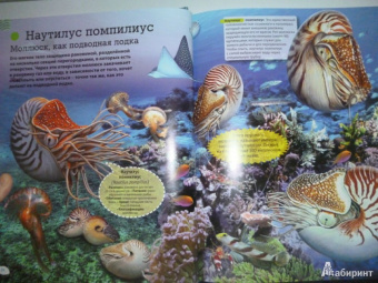 Кармен Родригес: Подводный мир. Иллюстрированная энциклопедия