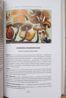 Михаил Вишневский: Ядовитые грибы России