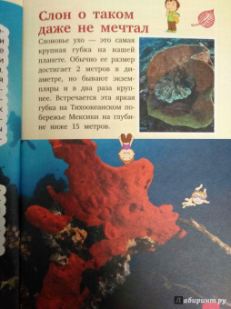 Дмитрий Кошевар: Животные