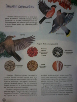 Юлия Смирнова: Природа в городе