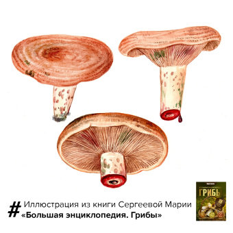 Мария Сергеева: Грибы. Большая энциклопедия