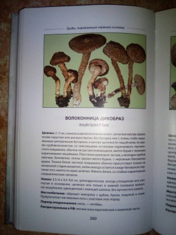 Михаил Вишневский: Ядовитые грибы России