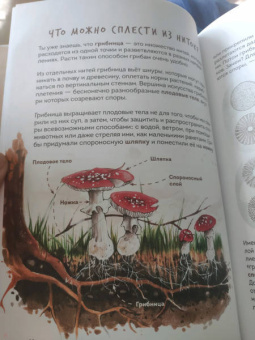 Михаил Вишневский: Грибы. Атлас-определитель