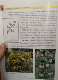 Александра Теорина: Розы. Моё увлечение