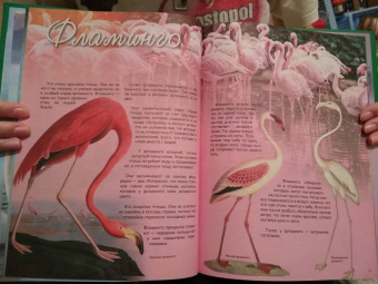 В. Владимиров: Какие птицы самые красивые?