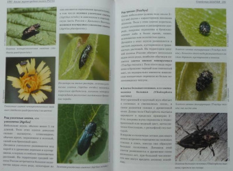Александр Просвиров: Атлас жуков средней полосы России