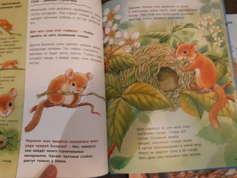 Фридерун Райхенштеттер: Кто такая орешниковая соня? Познавательные истории