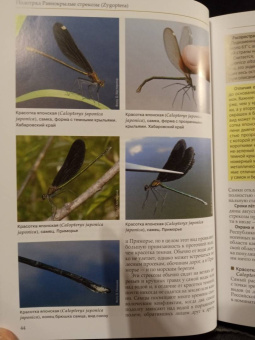 Онишко, Костерин: Стрекозы России. Иллюстрированный атлас-определитель