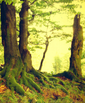 Мак Гагельдонк: Посмотри, как я могу! Чудеса животного мира