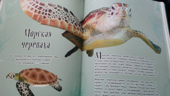 Бен Хоар: Удивительные животные. Энциклопедия
