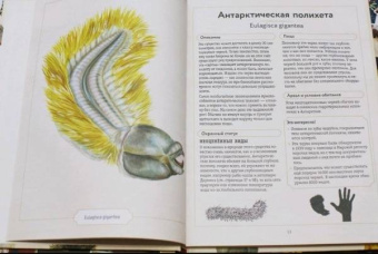 Сэми Бэйли: Энциклопедия удивительных животных