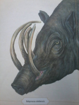 Сэми Бэйли: Энциклопедия удивительных животных