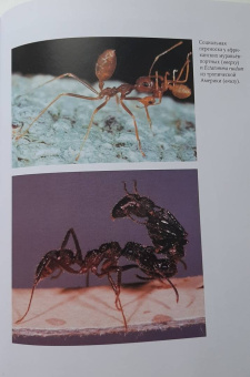 Уилсон, Хёлльдоблер: Путешествие к муравьям