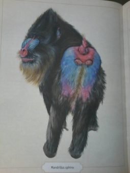 Сэми Бэйли: Энциклопедия удивительных животных