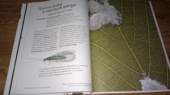 Барт Россел: Поразительные насекомые. Книга про подземных математиков, мастеров блефа, дружных кочевников, зомби