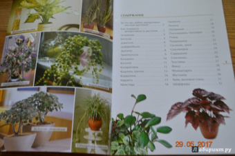 Валентин Воронцов: Секреты ухода. Декоративнолистные комнатные растений