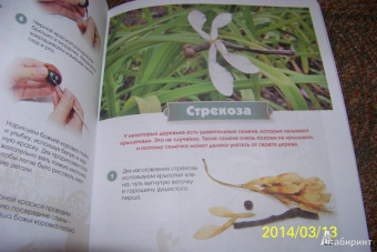 Алена Верхола: Чудеса из природных материалов. Делаем вместе с мамой