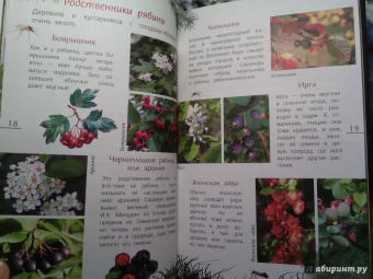 Петр Волцит: Ягоды и грибы