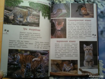 Александр Тихонов: Кошки дикие и домашние