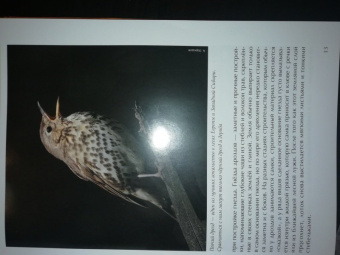 Константин Михайлов: Лесные птицы России