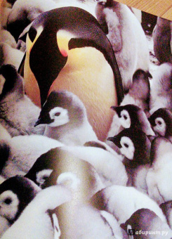 Бамбарадения, Вудрафф, Гинзберг: Животный мир. Иллюстрированный атлас