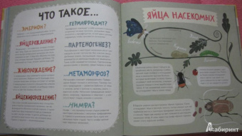 Лена Шёберг: Крутые факты о яйцах