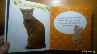 Евгения Гюнтер: Котики