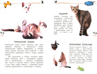 Александр Тихонов: Кошки дикие и домашние