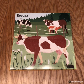 Боманн, Дюпон: Животные снаружи и внутри