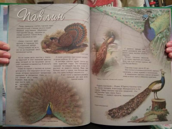 В. Владимиров: Какие птицы самые красивые?