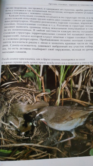 Константин Михайлов: Лесные птицы России