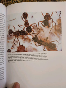 Уилсон, Хёлльдоблер: Путешествие к муравьям